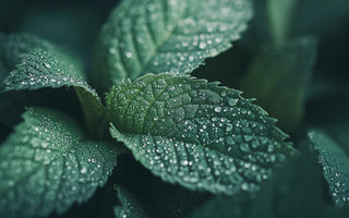 How to Naturally Defeat Flu Season